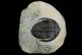 Bargain, Zlichovaspis Trilobite - Nice Eye Facets #119871-5